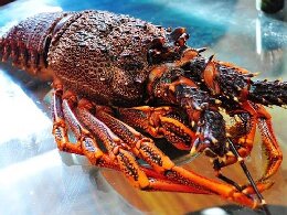 龙虾