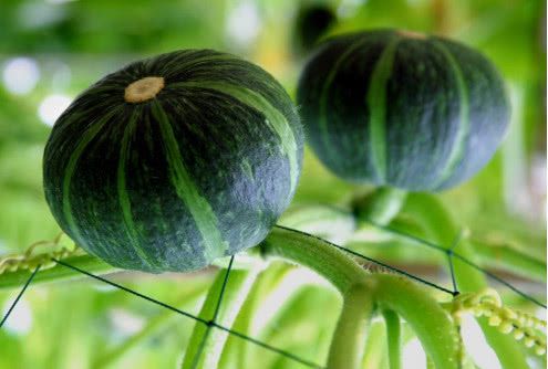 东莞蔬菜配送之二南瓜