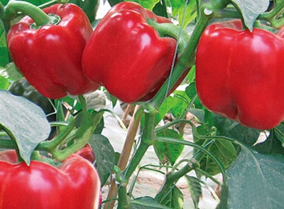 东莞蔬菜配送保障高考食品安全