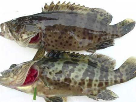 东莞蔬菜配送对台风“杨柳”预防工作安排