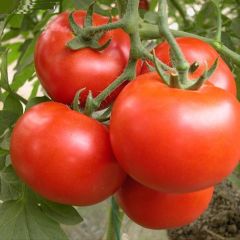 东莞蔬菜配送行业与互联网经济