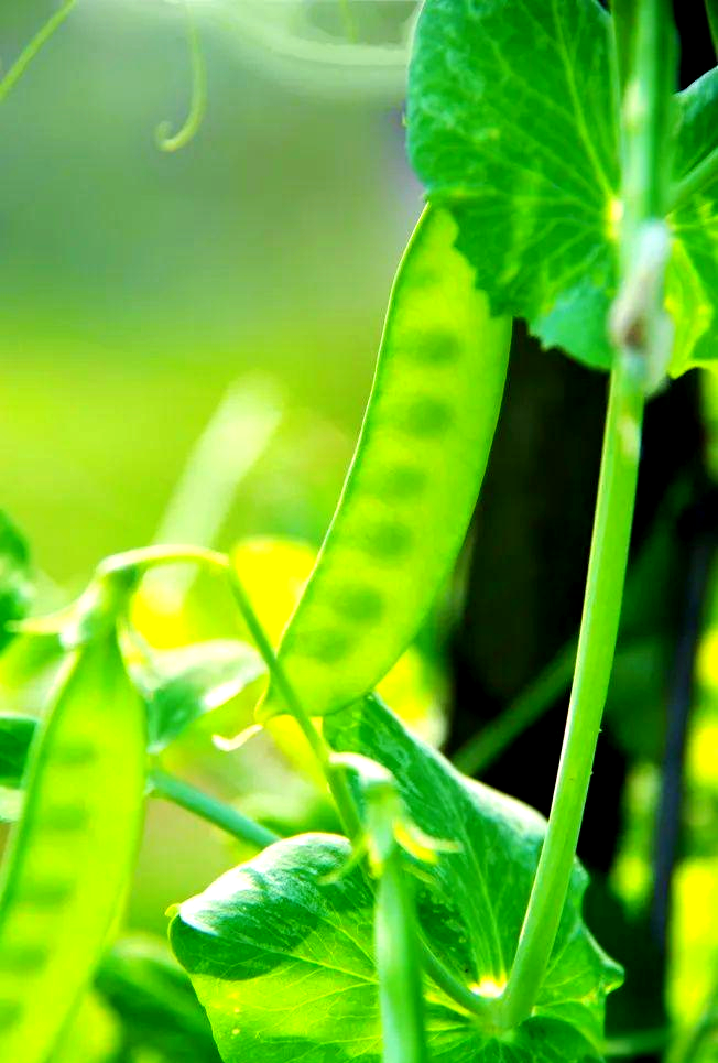 东莞蔬菜配送公司教你炒荷兰豆